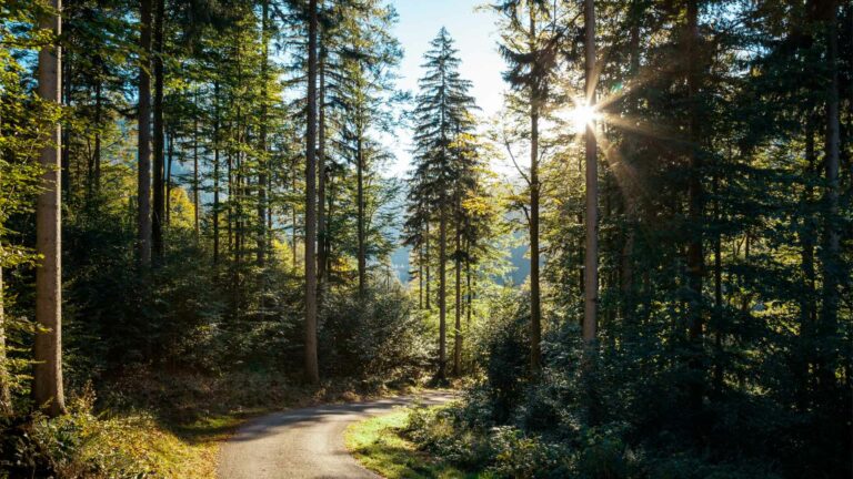 The Corporate Sustainability Reporting Directive (CSRD) enters into force: a short guide